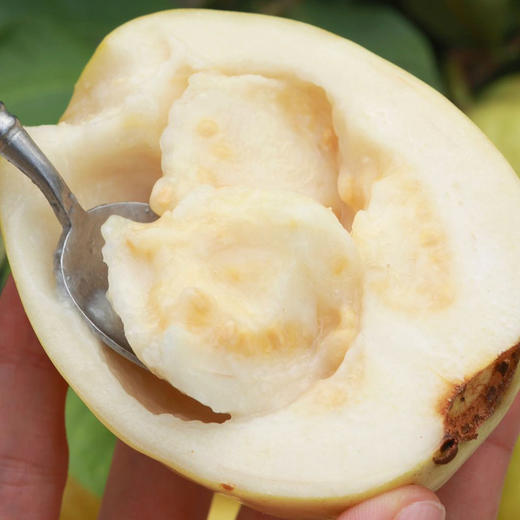 奶油芭乐新鲜水果正宗软糯奶油潘石榴软糯香甜 树上熟的奶油芭乐 营养价值高 商品图3
