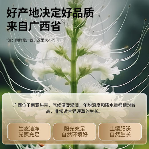 【积分兑换】【正宗同仁堂品牌】北京同仁堂 青源堂 猫须草300克  源自广西  自然晾晒 拒绝熏硫SY 商品图2