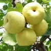 【新鲜当季！安徽砀山酥梨】肉质细，质地脆而鲜嫩，皮薄汁多，原汁原味，营养美味好梨子 商品缩略图1
