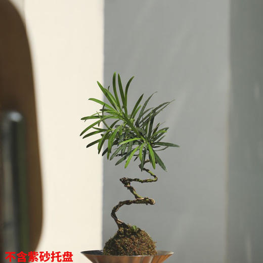微盆景 商品图7