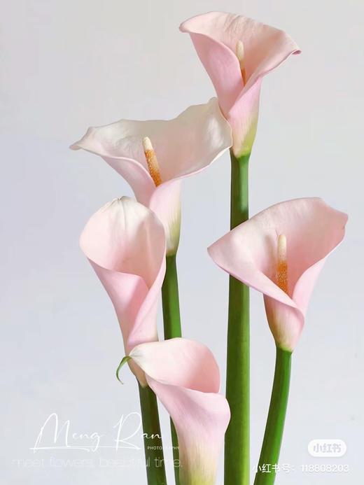 国产马蹄莲-【火烈鸟】粉 商品图2