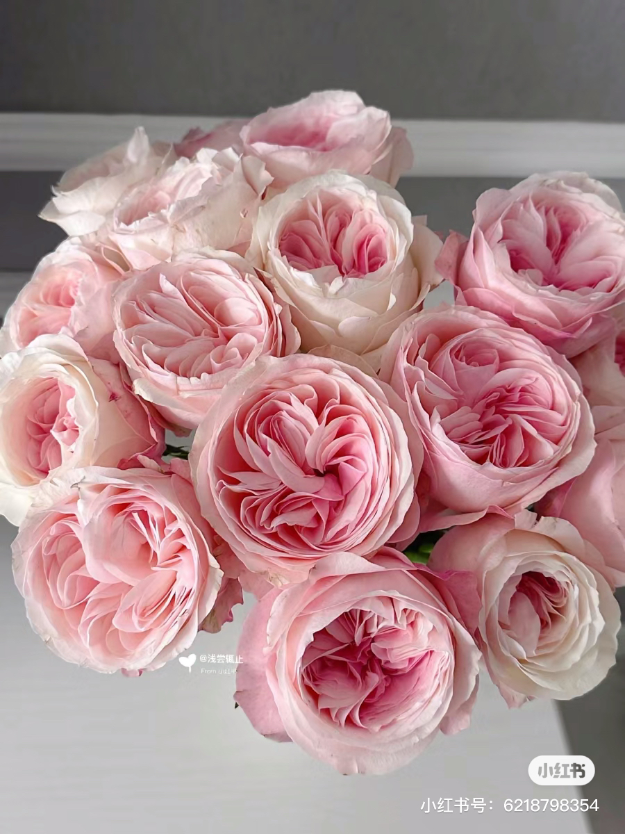 国产玫瑰-【凯瑟琳】