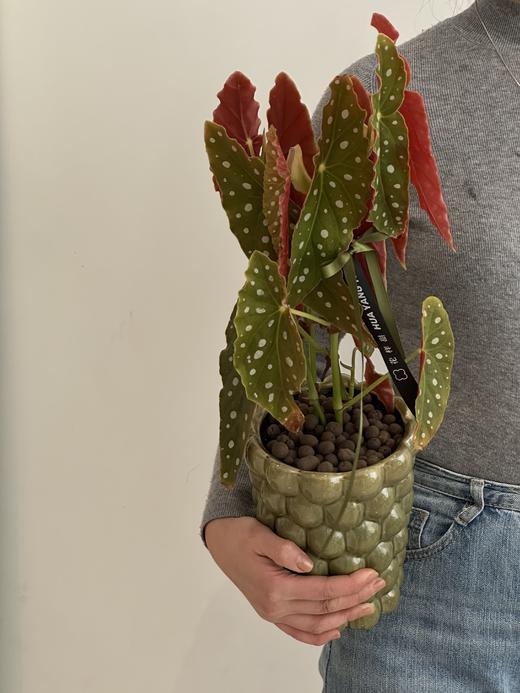 鳟鱼盆栽（每盆形态不同，介意慎拍） 商品图1