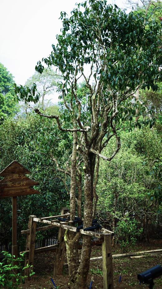 2024【单株-老班章头春】仅10棵 商品图1