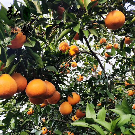 【弘毅六不用生态农场】六不用 柑橘 耙耙柑 8.5斤/份 商品图1