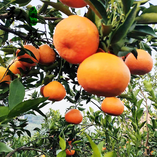 【弘毅六不用生态农场】六不用 柑橘 耙耙柑 8.5斤/份 商品图0