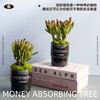 花治新品- 吸财植物 MONEY ABSORBING TREE 商品缩略图3