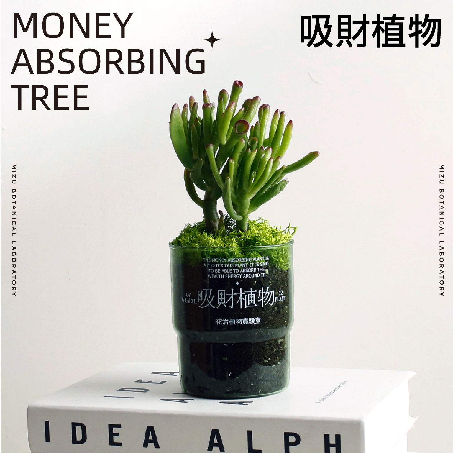 花治新品- 吸财植物 MONEY ABSORBING TREE