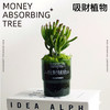 花治新品- 吸财植物 MONEY ABSORBING TREE 商品缩略图0