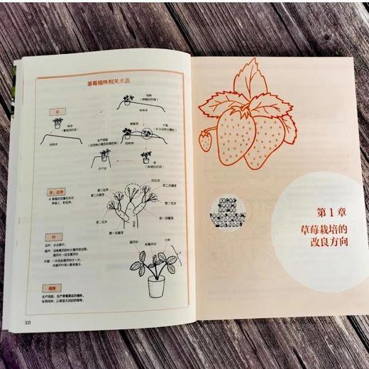 草莓栽培管理手册（原书修订版） [日]伏原 肇([日]伏原 肇) 商品图2