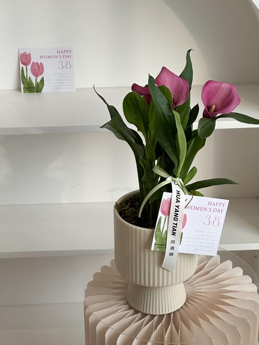 马蹄莲盆栽（每盆形态不同，介意慎拍） 商品图4