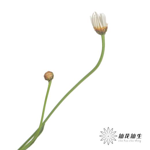 小菊 | 玛格丽特白色 商品图2