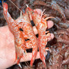 【野生樱花虾】纯正野生海虾，速冻锁鲜，肉质Q弹，营养美味，妈鲜乐广东潮汕海鲜基地发货 商品缩略图1