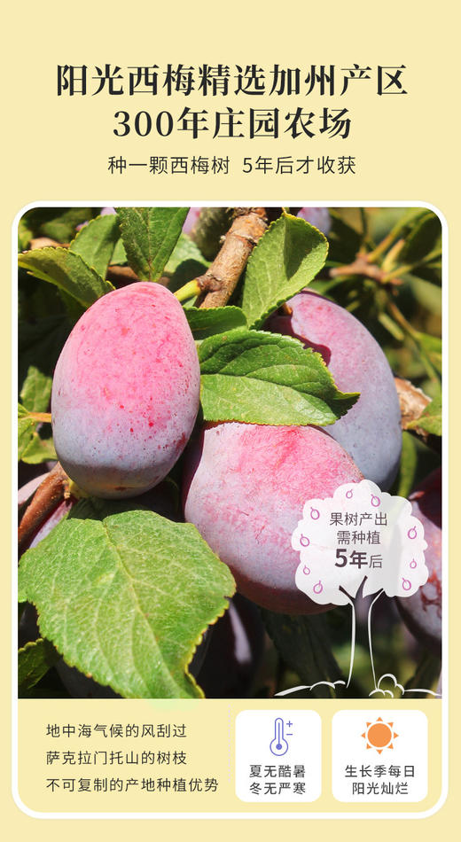 【阳光西梅无核霸气大西梅干】超级新品“恐龙蛋”西梅！巨大一颗！！吃起来超过瘾！通畅瘦身容颜净 0蔗糖0添加🤰孕妈安心吃✔ 真实加州西梅▪300年庄园产区▪原料产地认证🥇补充铁/钾/维生素/叶酸等 商品图1