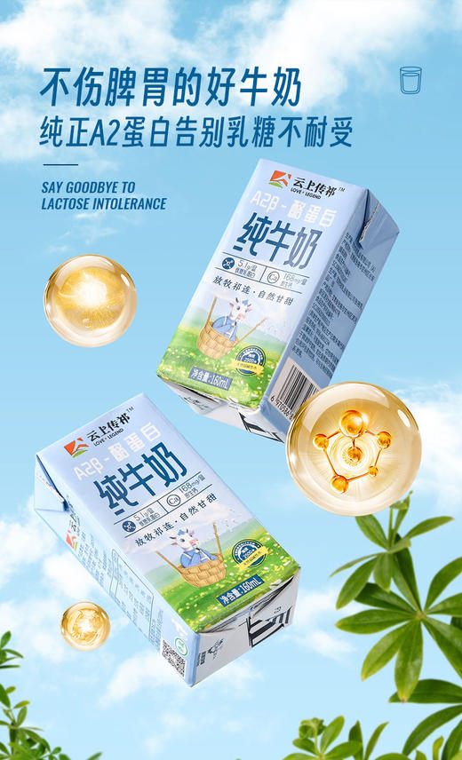 【配料只有生牛乳】放牧祁连 自然甘甜 | 云上传祁-A2β酪蛋白纯牛奶 乳糖不耐受的人也能喝 纯正A2蛋白营养 早餐牛奶 160ml*16瓶/箱 商品图1