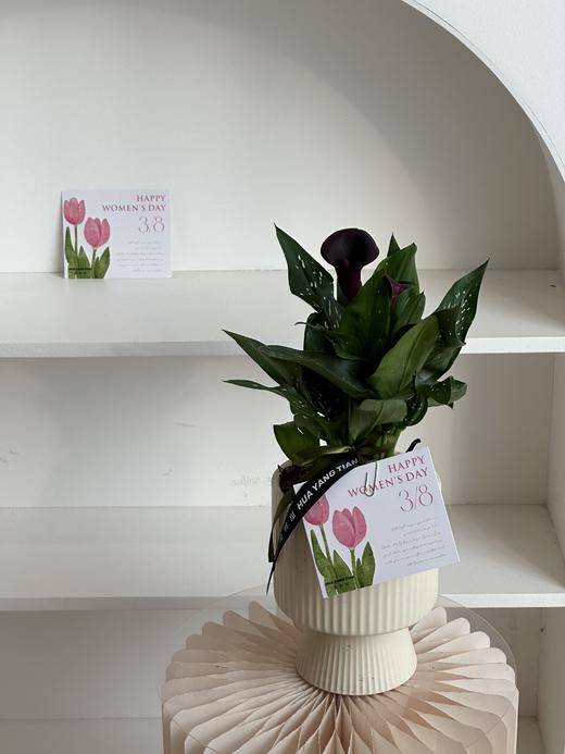 马蹄莲盆栽（每盆形态不同，介意慎拍） 商品图1