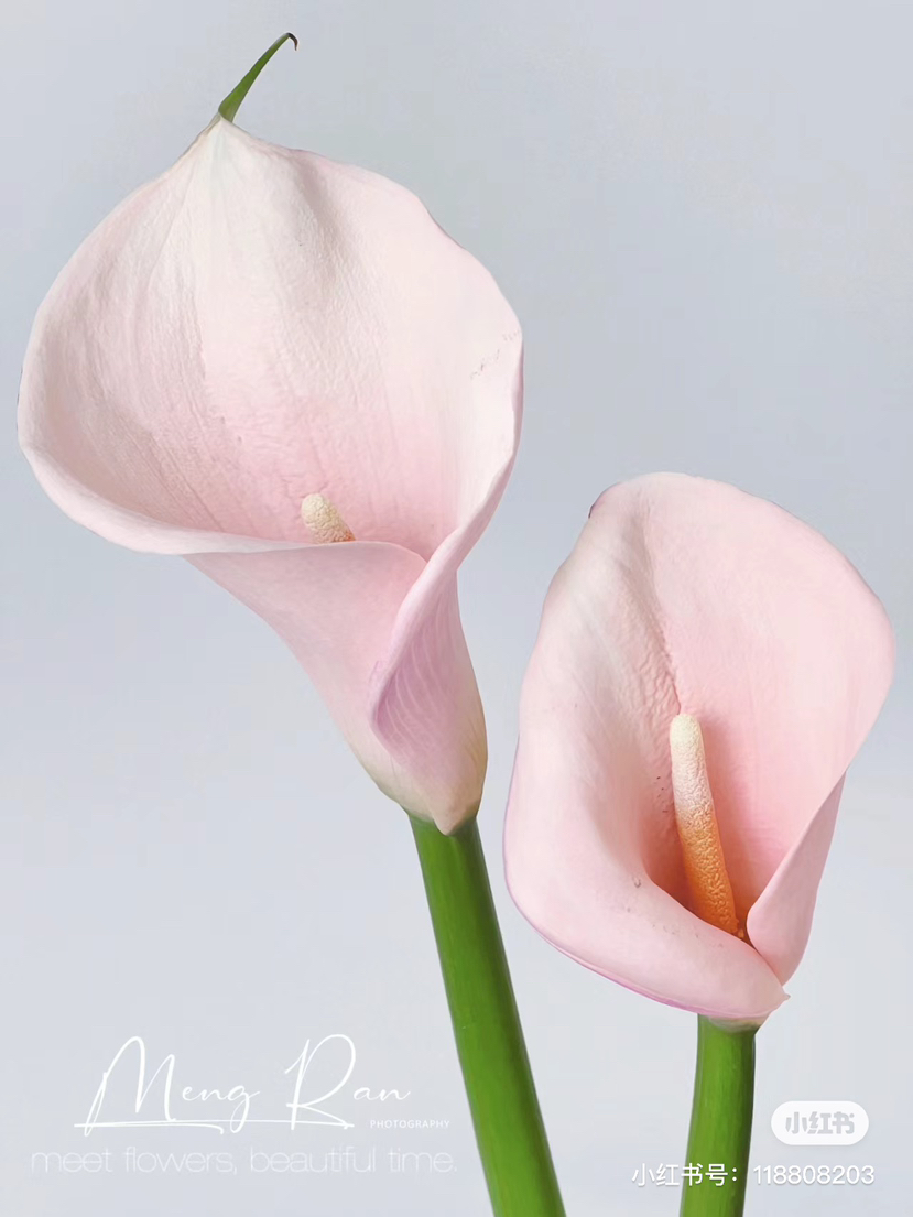 国产马蹄莲-【火烈鸟】粉