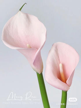 国产马蹄莲-【火烈鸟】粉