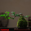 微盆景 商品缩略图4