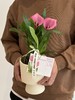 马蹄莲盆栽（每盆形态不同，介意慎拍） 商品缩略图0