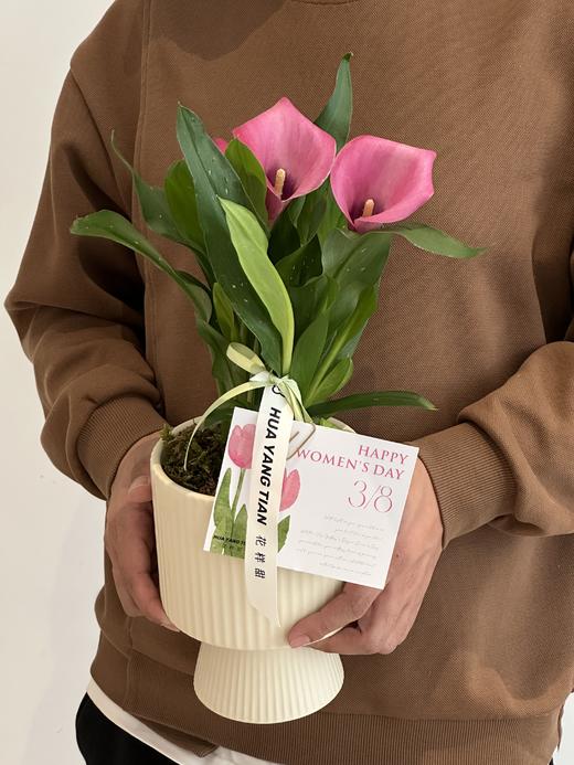 马蹄莲盆栽（每盆形态不同，介意慎拍） 商品图0