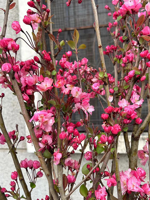 垂丝海棠鲜切花1扎 商品图4