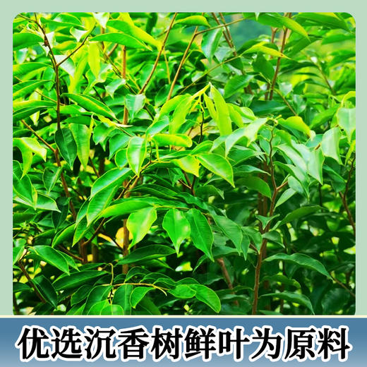 祥聚禅丨沉香叶茶 代用茶 家庭小盒装 尝鲜款 54g 商品图2