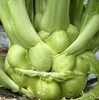 生态榨菜头/青菜头 | 绿家自产*Eco-crassicaulis mustard | Self-production 商品缩略图1