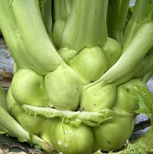 生态榨菜头/青菜头 | 绿家自产*Eco-crassicaulis mustard | Self-production 商品图1