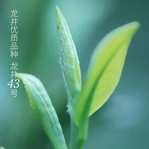 2024年葛龙明前龙井 | 国家西湖龙井茶一级保护区，一口鲜爽，如饮明月清风 商品图3