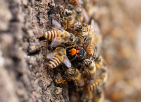 蜜蜂巢前集合，抵御胡蜂进攻