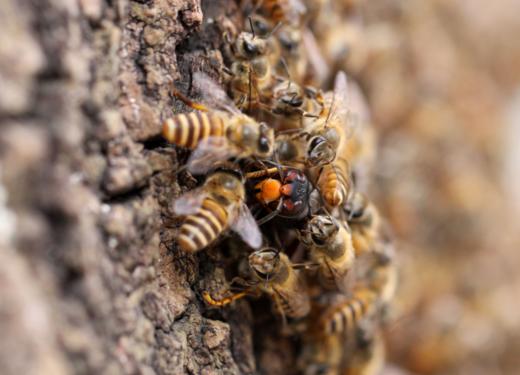 蜜蜂巢前集合，抵御胡蜂进攻 商品图0