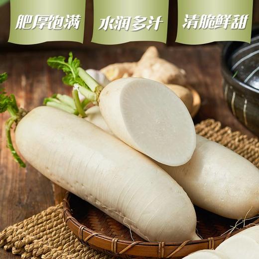 【HFS】白萝卜 2kg±180g/份 太平海农业 商品图1