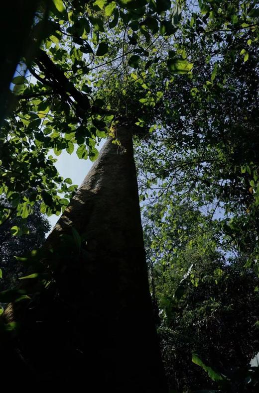 【2024铜箐河高杆】赶超薄荷塘，易武茶新贵族 商品图1