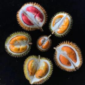 沙巴独有野生榴莲？