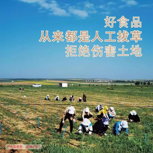 【固阳·有机黄芪粉】全民粮欢黄芪细粉中式冲饮 3gx21袋/盒 商品图2