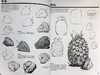 【中商原版】铅笔画新手的第一本书：3个步骤，81个范例，教你学会用铅笔画各种主题(2版) 港台艺术 华特·佛斯特等 商品缩略图7