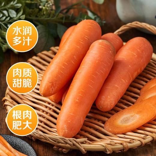 【HFS】小胡萝卜 500g/份 太平海农业 商品图1