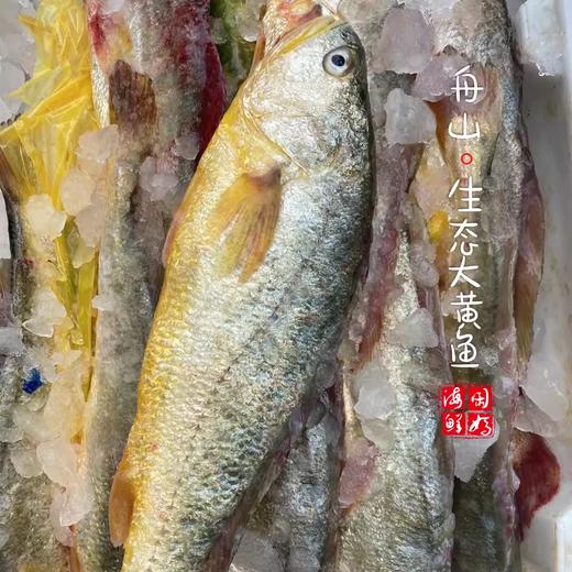 闹妈海鲜】[热气]舟山东极岛生态大黄鱼 9两-1斤之间/条 商品图3