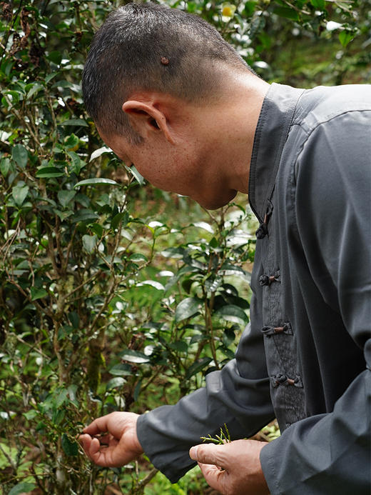 12.19日早10点；2022年景迈古树特级螃蟹脚；一年仅一季采；数量奇缺稀珍，先抢先得！错过再无22年古树螃蟹脚，60g/罐 商品图3