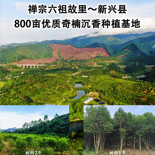 祥聚禅丨沉香叶茶 代用茶 家庭小盒装 尝鲜款 54g 商品图3