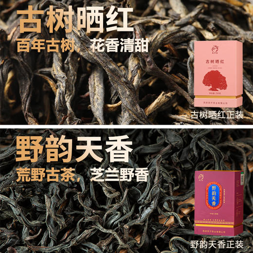 凤宁号 | 臻品茶集合12*4g（12泡） 商品图12