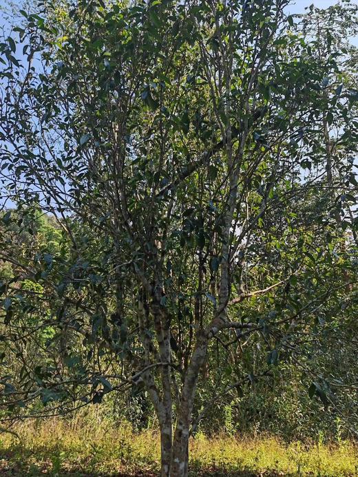 【2024铜箐河高杆】赶超薄荷塘，易武茶新贵族 商品图7