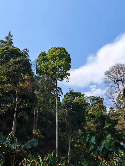 【2024铜箐河高杆】赶超薄荷塘，易武茶新贵族 商品图9