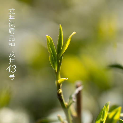 2024年葛龙明前龙井 | 国家西湖龙井茶一级保护区，一口鲜爽，如饮明月清风 商品图2