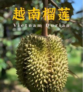 越南榴莲党集合！