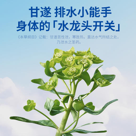 【白贴晚泡】真不二轻盈甘遂足浴泡、甘遂轻盈贴 商品图2