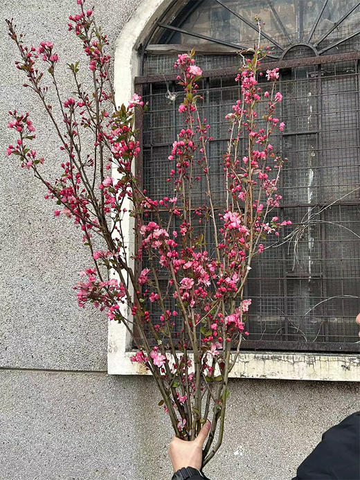 垂丝海棠鲜切花1扎 商品图2