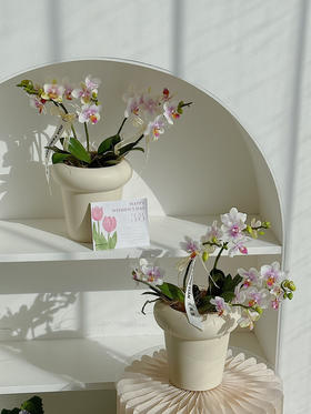 【旖旎梦境】蝴蝶兰盆栽（每盆形态不同，介意慎拍）