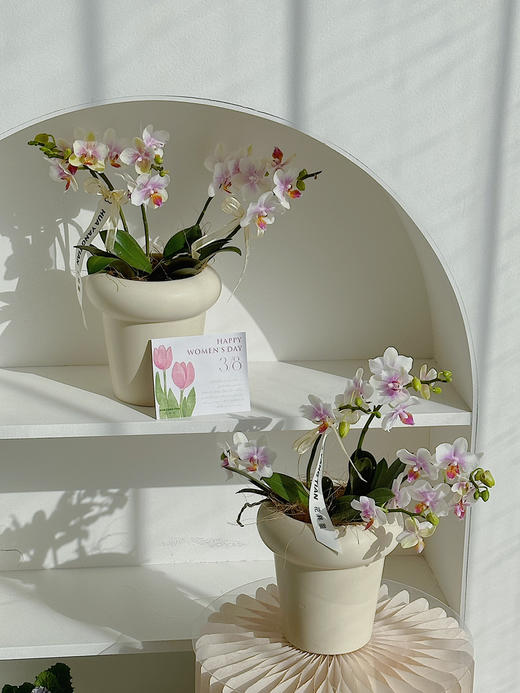 【旖旎梦境】蝴蝶兰盆栽（每盆形态不同，介意慎拍） 商品图0